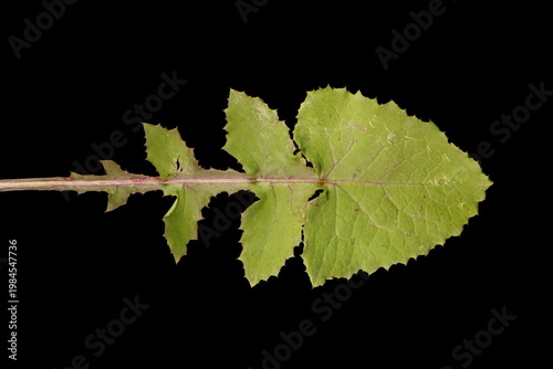 Fotografie Smooth Sow-Thistle (Sonchus oleraceus). Basal Leaf Closeup
