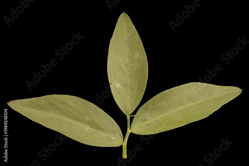 Broad Bean (Vicia faba). Leaf Closeup