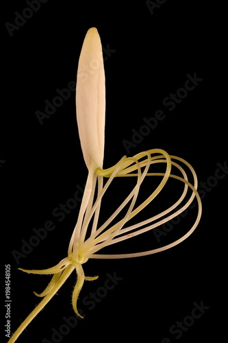 Fotografie Spider Flower (Cleome houtteana). Opening Flower Closeup