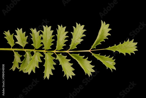 Canvastavla Salad Burnet (Sanguisorba minor). Cauline Leaf Closeup