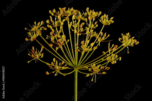 Ground-Elder (Aegopodium podagraria). Fruiting Umbel Closeup