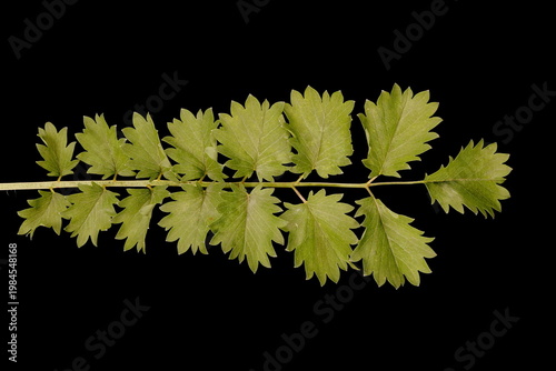 Salad Burnet (Sanguisorba minor). Basal Leaf Closeup