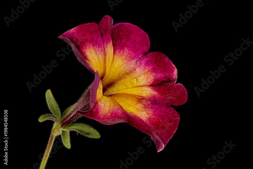 Petunia (Petunia x atkinsiana). Flower Closeup