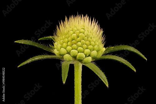 Cream Scabious (Scabiosa ochroleuca). Budding Capitulum Closeup