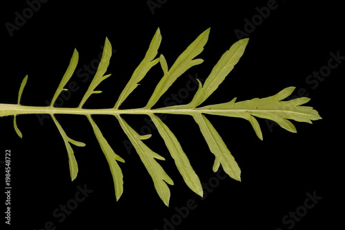 Картината върху платно Cream Scabious (Scabiosa ochroleuca). Cauline Leaf Closeup
