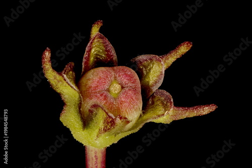 Fire Vine (Ipomoea lobata). Fruit Closeup