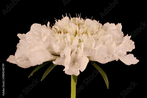 Cream Scabious (Scabiosa ochroleuca). Flowering Capitulum Closeup
