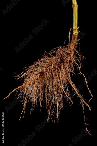 Cream Scabious (Scabiosa ochroleuca). Root Closeup
