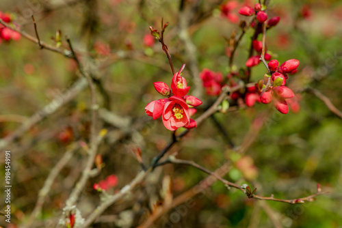 Chaenomeles cathayensis, Japanese quince flower with red petals, early spring