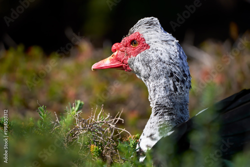 Warzenente (Cairina moschata) Portrait in Seitenansicht inmitten von Pflanzen - Barranco de los Molinos, Fuerteventura