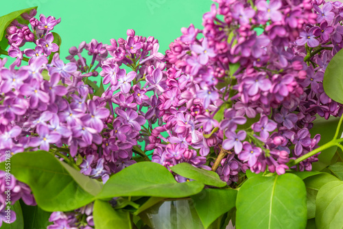 Lilac Flowers, Syringa vulgaris, in Full Bloom