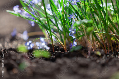Blue snowdrop flowers sprouted from the ground in spring