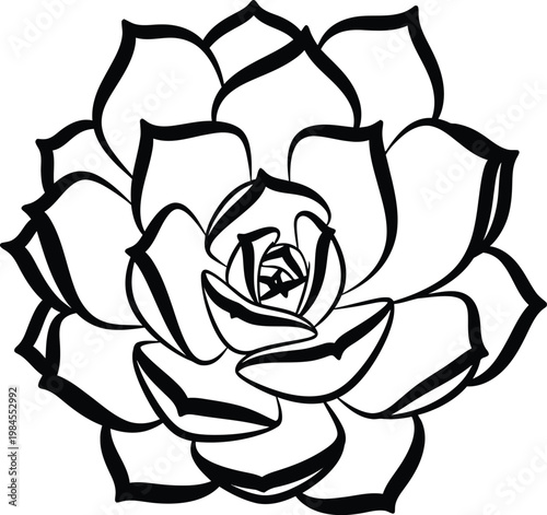 Black and White Succulent Rosette Line Art Illustration, Detailed Echeveria Outline Botanical Drawing Isolated on White