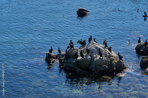 Photos Monterey, USA - October 29, 2025 - Flock of cormorants gathered on rocks in the