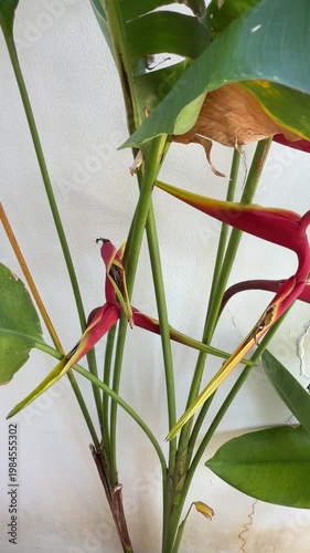 Tropical Bush Green Foliage in Natural Jungle Environment
