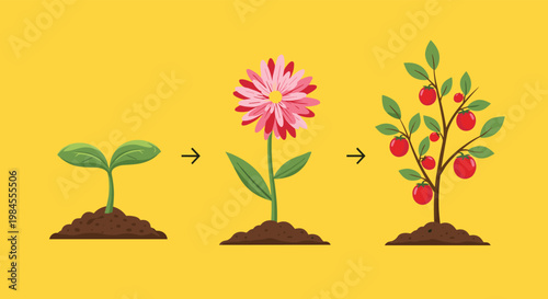 Visual sequence showing the stages of plant growth from a small sprout to a blooming flower and a mature fruit-bearing tomato plant.