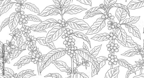 Intricate black and white line drawing of coffee plant branches with leaves, blossoms, and clusters of ripening coffee beans.