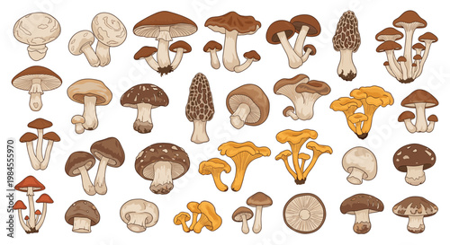 Collection of various edible mushroom species such as button, shiitake, morel, and chanterelle in a detailed illustration.