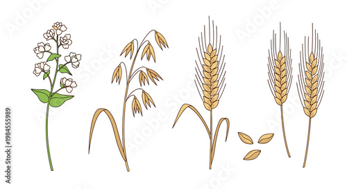 Detailed botanical illustration of various cereal crops including wheat, oats, and buckwheat with seeds and flowers.