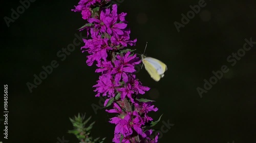 Small White (Pieris rapae) butterfly flying in slow motion between flowers. Kent, UK [Slow motion x10]