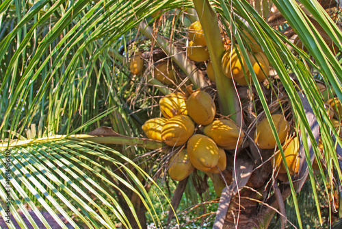 Coconuts on a palm tree in the tropical region of Goa, India.