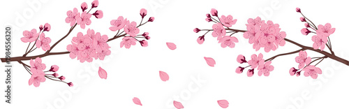 Elegant cherry blossom branches with falling petals, representing spring's delicate beauty and ephemeral nature