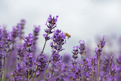 Honeybee on Blooming Lavender Flowers Gentle Macro