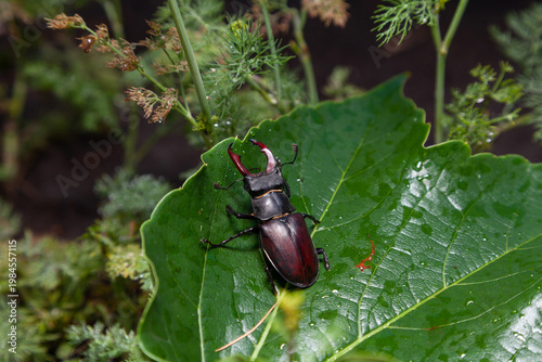 Stag beetle sits on large green leaf of decorative grapes