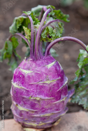 Purple kohlrabi cabbage stands upright close-up
