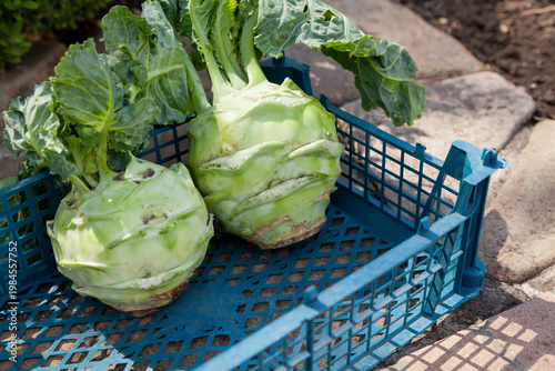 Green kohlrabi cabbage stands in a box close-up