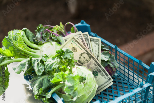 Paper money lies in a box with kohlrabi cabbage