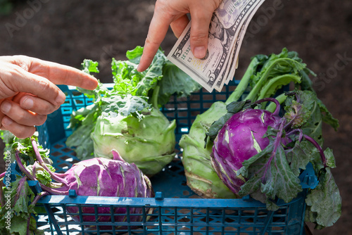 A customer buys kohlrabi cabbage from a seller close-up