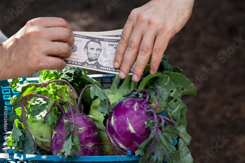 Selling kohlrabi cabbage for cash