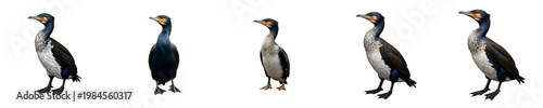 Great Cormorant Bird Portraits - Aquatic Seabird Phalacrocorax carbo Isolated on White Background