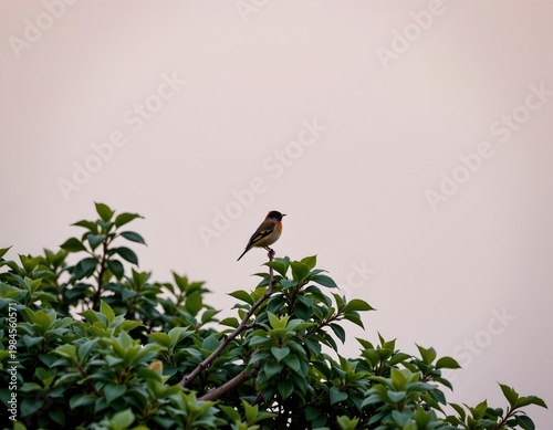 Solitary Bird Perched Branch Against Pastel Dawn Sky