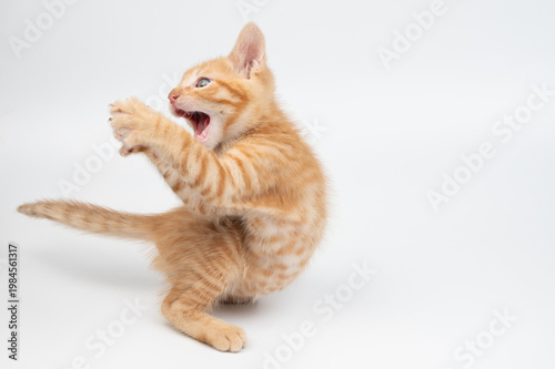 Portrait of funny orange kitty