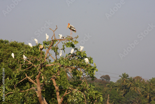 Tree with white birds and stork. Green tree in open field with white egrets and a painted stork perched on branches; rural landscape in Goa, India.