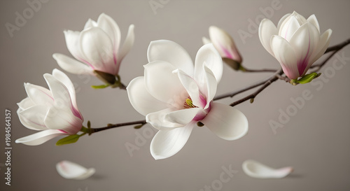 Delicate magnolia blossoms in soft focus a springtime floral portrait
