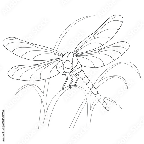 dragonfly on a flower