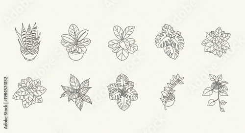 Collection of Hand Drawn Botanical Illustrations of Various Plants.