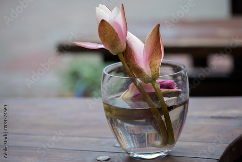 Soft Pink Water Lily In Glass Vase Minimal Scene