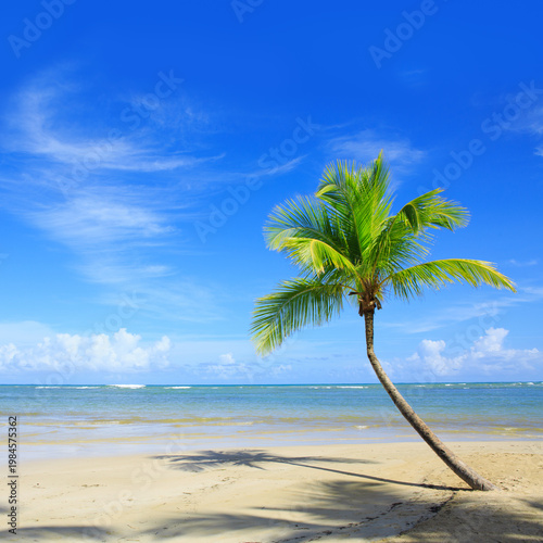 Sunny Tropical Beach Paradise with green Palm Tree and Ocean Waves.