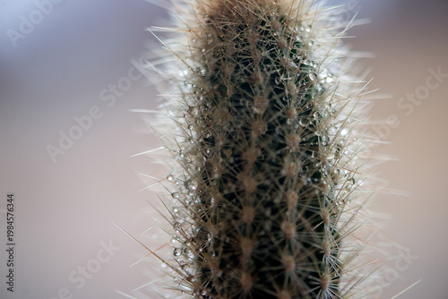 Vertical Cactus With Water Drops Minimal Natural Composition