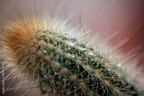 Artistic Cactus Macro With Large Water Droplet Focus Detail
