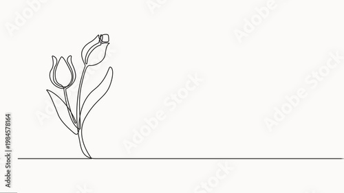 Tulip Continuous one line drawing of beautiful spring flowers graphic animation, Single line art of tulip on white background, Aesthetic moving banner with hand drawn blooming flowers or plants.