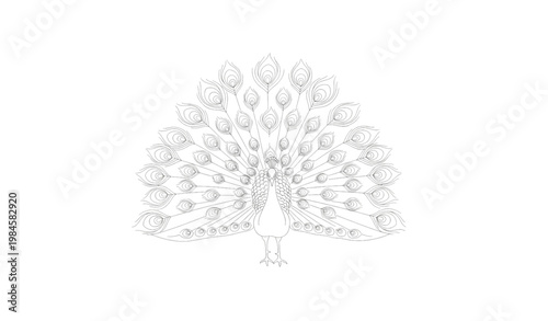 Peacock outline line art with spread tail feathers elegant bird vector design