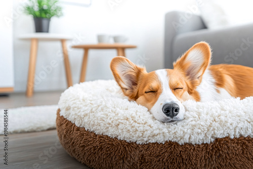 Close-up of a sleeping brown and white corgi dog in a fluffy pet bed on a wooden floor in a bright room, concept of animal welfare, pet care and cozy domestic comfort