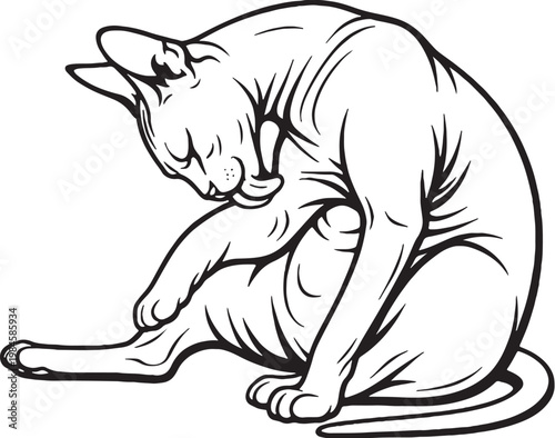 Sphynx cat grooming belly sitting black and white line art hairless cat breed illustration isolated