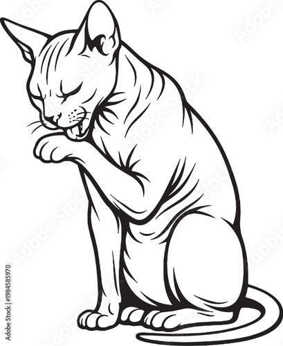 Sphynx cat grooming paw lick black and white line art hairless cat breed illustration isolated