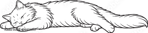 Fotografie Ragamuffin cat sleeping stretched line art, fluffy longhair cat relaxed sleeping